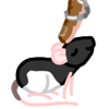 A black-hooded rat being touched by a medium brown human finger with a silver ring splint
