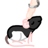 A black-hooded rat being touched by a pale human finger with a silver ring splint