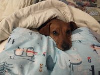 Molly the brown dachshund mix cuddled under a blanket