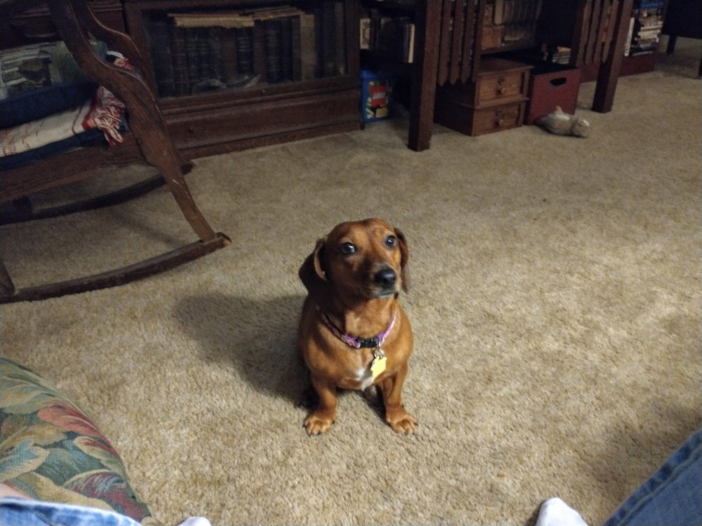 Molly the dog sitting on the carpet and being a Very Good Girl, apparently